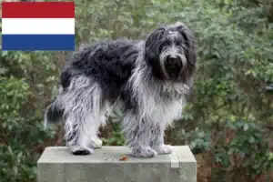 Scopri di più sull'articolo Allevatori di Schapendoes e cuccioli in Olanda