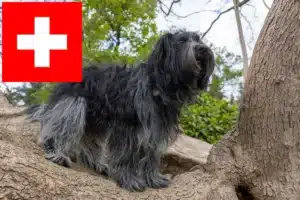 Scopri di più sull'articolo Allevatori di Schapendoes e cuccioli in Svizzera