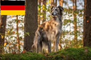 Scopri di più sull'articolo Allevatori e cuccioli di Silken Windsprite in Germania