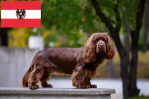 Scopri di più sull'articolo Allevatori di Sussex-Spaniel e cuccioli in Austria