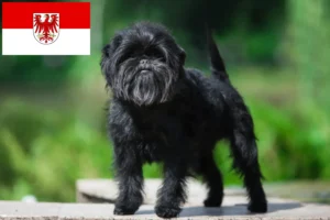 Scopri di più sull'articolo Allevatori di Affenpinscher e cuccioli a Brandenburg