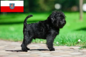 Scopri di più sull'articolo Allevatori di Affenpinscher e cuccioli in Turingia
