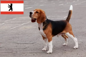 Scopri di più sull'articolo Allevatori di Beagle e cuccioli a Berlino