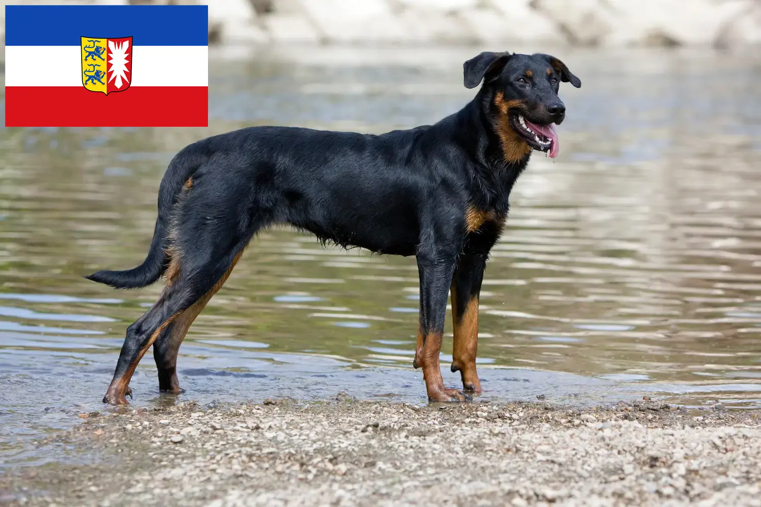 Cuccioli di Beauceron e allevatori Schleswig-Holstein Qui potete trovare gli allevatori di Beauceron in Schleswig-Holstein.