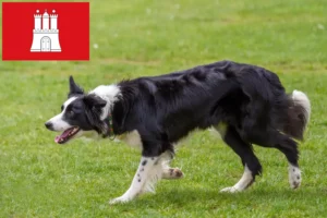 Scopri di più sull'articolo Allevamenti di Border Collie e cuccioli a Amburgo