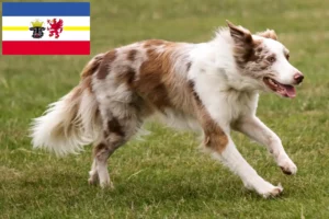 Scopri di più sull'articolo Allevatori di Border Collie e cuccioli in Mecklenburg-Vorpommern