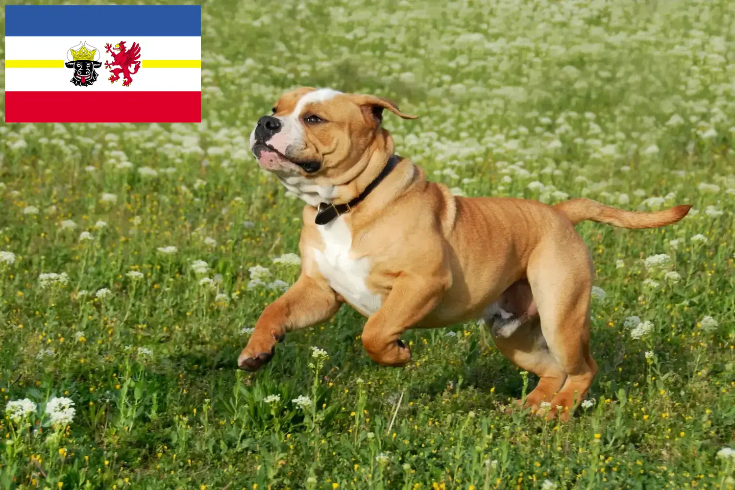 Cuccioli di Bulldog Continentale e allevatori Mecklenburg-Vorpommern Qui potete trovare allevatori di Bulldog Continentali in Meclemburgo-Pomerania Anteriore.
