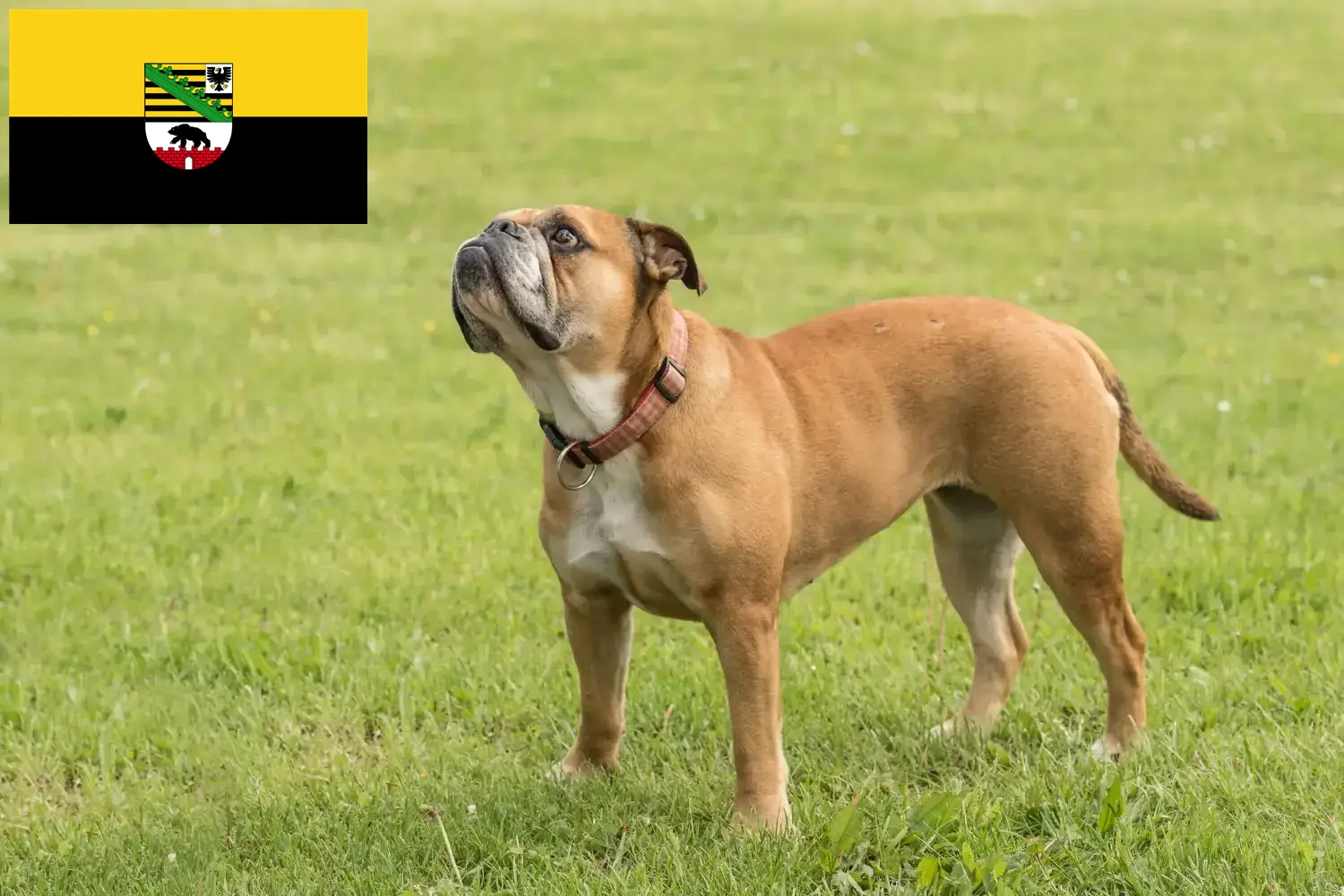 Cuccioli di Bulldog Continentale e allevatori Sassonia-Anhalt Qui potete trovare allevatori di Bulldog Continentali in Sassonia-Anhalt.