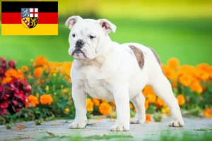 Scopri di più sull'articolo Allevatori di Bulldog Inglese e cuccioli in Saarland