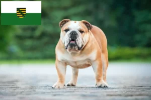 Scopri di più sull'articolo Allevatori di Bulldog Inglese e cuccioli in Sassonia
