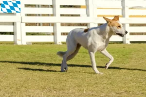 Scopri di più sull'articolo Allevatori di cani e cuccioli di Canaan in Baviera