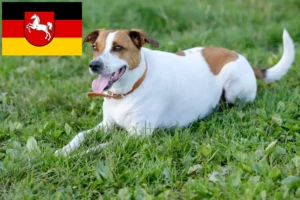 Scopri di più sull'articolo Allevatori di cani da fattoria danese-svedese e cuccioli in Bassa Sassonia