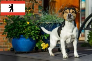 Scopri di più sull'articolo Allevatori di cani da fattoria danese-svedese e cuccioli a Berlino
