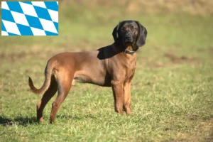 Scopri di più sull'articolo Allevatori di cani da montagna bavaresi e cuccioli in Baviera