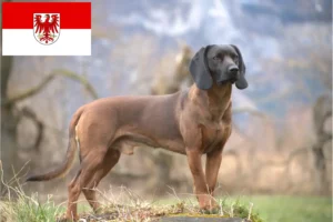 Scopri di più sull'articolo Allevatori di cani da montagna bavaresi e cuccioli a Brandeburgo