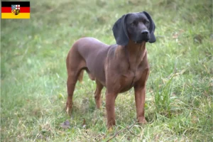 Scopri di più sull'articolo Allevatori di cani da montagna bavaresi e cuccioli in Saarland