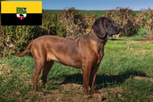 Scopri di più sull'articolo Allevatori di cani da montagna bavaresi e cuccioli in Sassonia-Anhalt