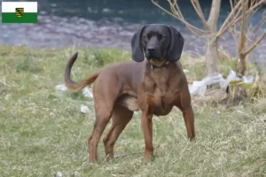 Scopri di più sull'articolo Allevatori di cani da montagna bavaresi e cuccioli in Sassonia