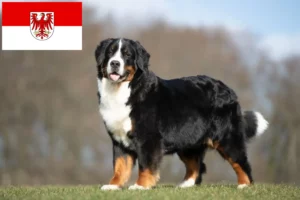 Scopri di più sull'articolo Allevatore di cani da montagna bernesi e cuccioli a Brandeburgo