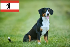 Scopri di più sull'articolo Allevatore di cani da montagna Entlebucher e cuccioli a Berlino