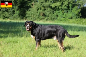 Scopri di più sull'articolo Allevatore di cani da montagna svizzeri e cuccioli in Saarland