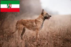 Scopri di più sull'articolo Allevatori e cuccioli di Pastore Belga in Nord Reno-Westfalia