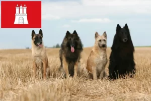 Scopri di più sull'articolo Allevatore di cani da pastore belga e cuccioli a Amburgo