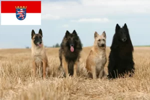 Scopri di più sull'articolo Allevatore di cani da pastore belga e cuccioli in Assia