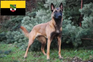 Scopri di più sull'articolo Allevatore di cani da pastore belga e cuccioli in Sassonia-Anhalt