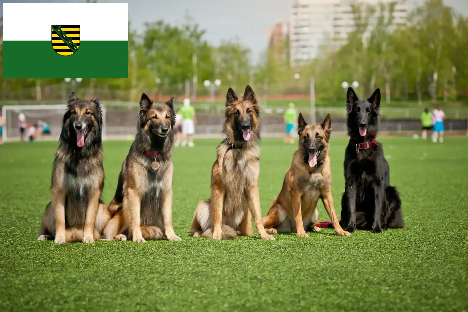 Cuccioli di Pastore Belga e allevatori di Sassonia Qui potete trovare gli allevatori di cani da pastore belga in Sassonia.
