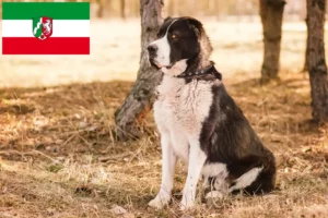 Scopri di più sull'articolo Allevatore di cani da pastore dell’Asia centrale e cuccioli in Nordreno-Vestfalia