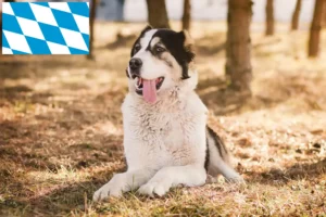 Scopri di più sull'articolo Allevatore di cani da pastore dell’Asia centrale e cuccioli in Baviera