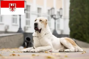 Scopri di più sull'articolo Allevatore di cani da pastore dell’Asia centrale e cuccioli a Brandeburgo