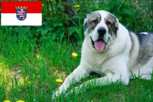 Scopri di più sull'articolo Allevatore di cani da pastore dell’Asia centrale e cuccioli in Assia