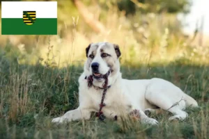 Scopri di più sull'articolo Allevatore di cani da pastore dell’Asia centrale e cuccioli in Sassonia