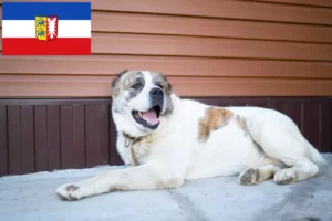 Scopri di più sull'articolo Allevatore di cani da pastore dell’Asia centrale e cuccioli in Schleswig-Holstein