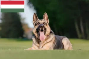 Scopri di più sull'articolo Allevatore di cani da pastore dell’Europa orientale e cuccioli in Ungheria