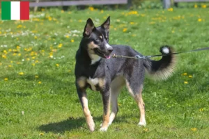 Scopri di più sull'articolo Allevatore di cani da renna lapponi e cuccioli in Italia