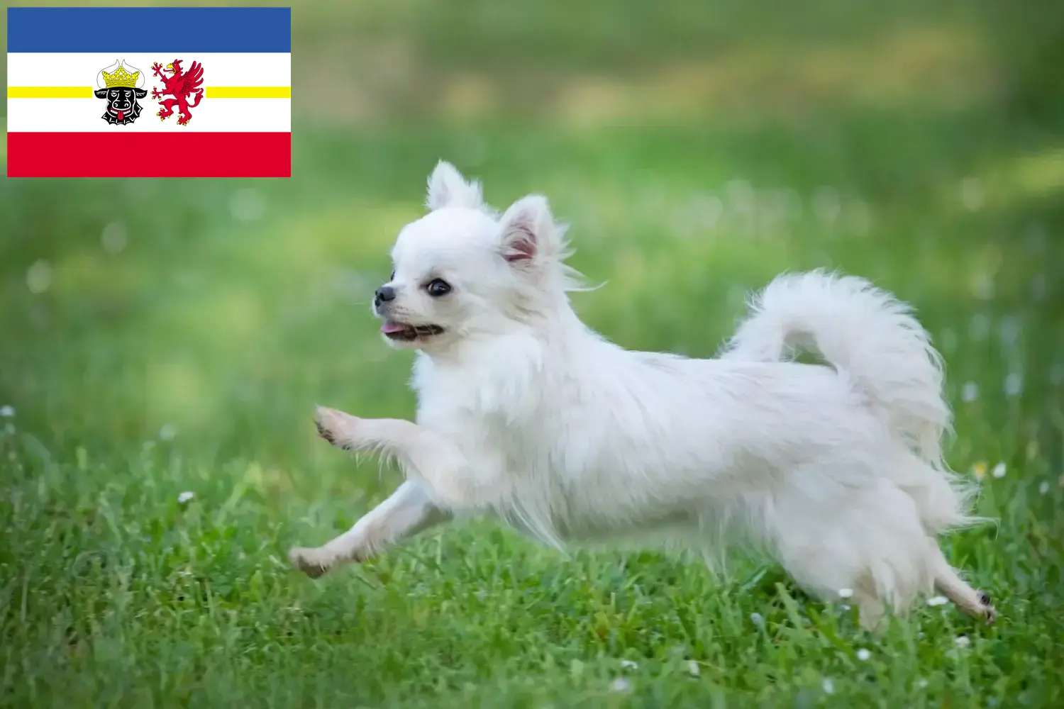 Scopri di più sull'articolo Allevatori di Chihuahua e cuccioli in Mecklenburg-Vorpommern