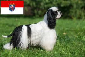 Scopri di più sull'articolo Allevatori di Cocker Spaniel Americani e cuccioli a Hessen
