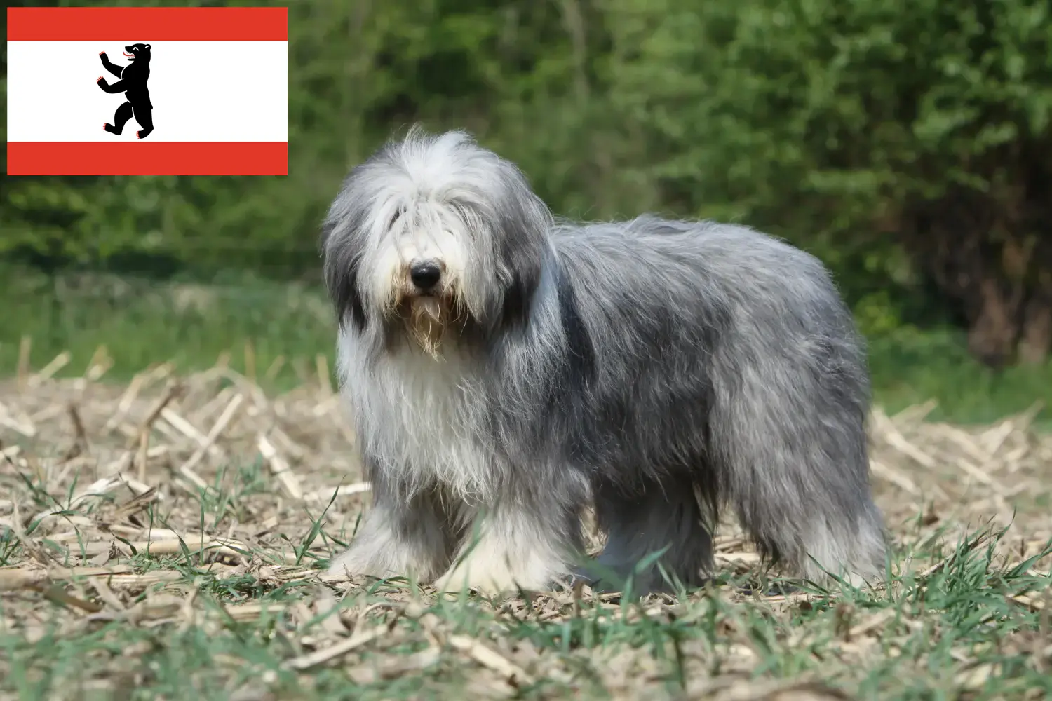 Cuccioli di Collie Barbuto e allevatori Berlino Qui è possibile trovare allevatori di Bearded Collies a Berlino.
