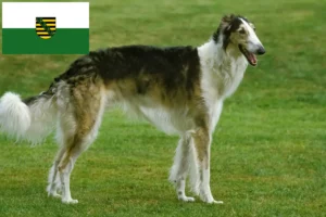 Scopri di più sull'articolo Allevatori e cuccioli di Borzoi in Sassonia
