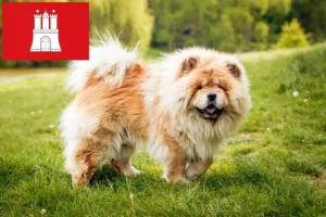 Scopri di più sull'articolo Allevatori di Chow-Chow e cuccioli a Amburgo