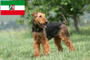 Scopri di più sull'articolo Allevatori di Airedale Terrier e cuccioli in Nord Reno-Westfalia