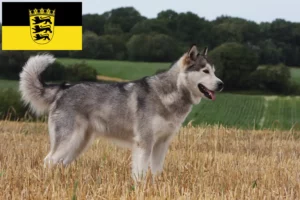 Scopri di più sull'articolo Allevatori di Alaskan Malamute e cuccioli in Baden-Württemberg