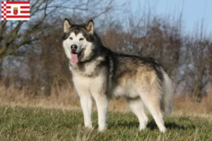 Scopri di più sull'articolo Allevamenti e cuccioli di Alaskan Malamute a Brema