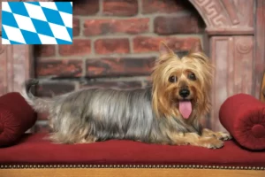 Scopri di più sull'articolo Allevatori e cuccioli di Australian Silky Terrier in Baviera