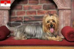 Scopri di più sull'articolo Allevatori di Australian Silky Terrier e cuccioli a Brandeburgo