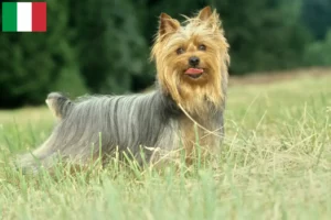 Scopri di più sull'articolo Allevatori di Australian Silky Terrier e cuccioli in Italia