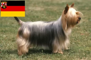 Scopri di più sull'articolo Allevatori e cuccioli di Australian Silky Terrier in Renania-Palatinato